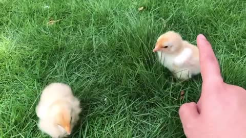 Chicks find worms to eat