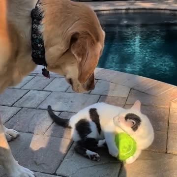 Cat fight over the ball