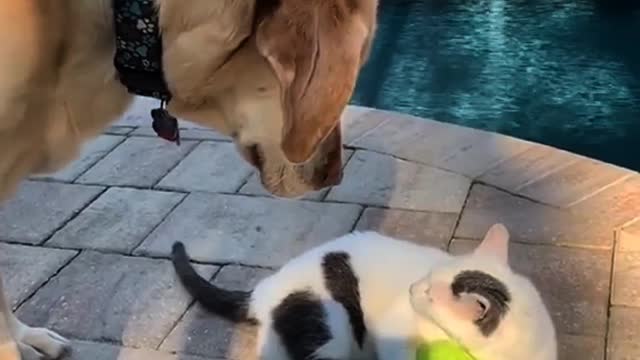Cat fight over the ball