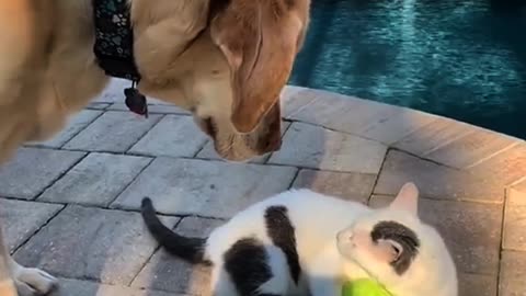 Cat fight over the ball