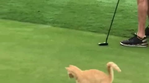 Meow in One ⛳🐈