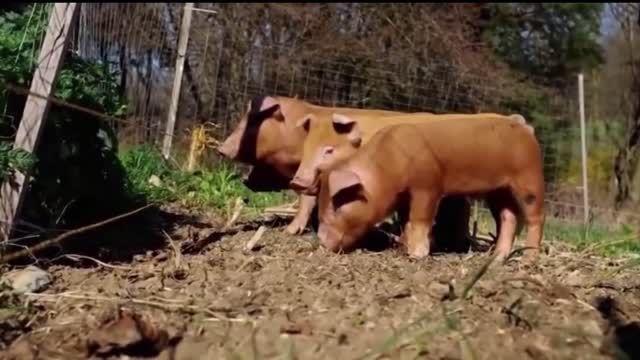 Animals getting zapped by electricity