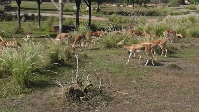 Dubai safari park zoo