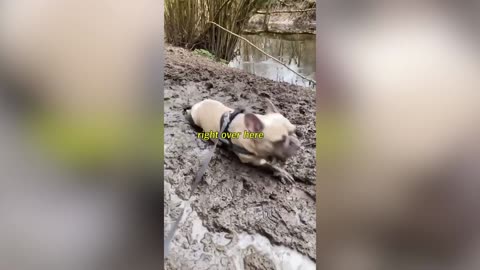 Funniest Animal Voiceover Compilation