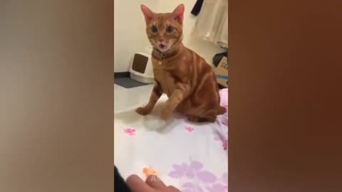 Cats funny video🐱🤣