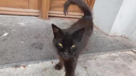 Fuuny cat video