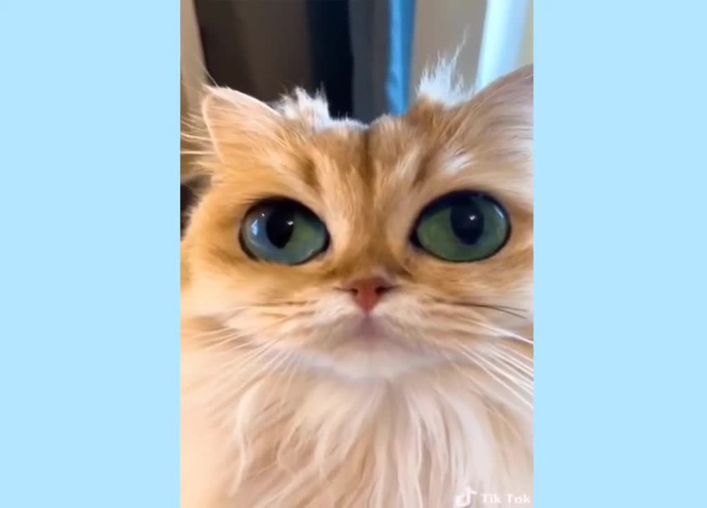 Dog vs Cat Forever Love So Cutes Much