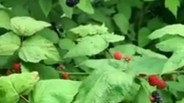 Tasty Fruit