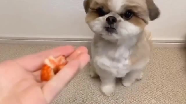 Greedy little dog