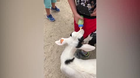 children and animal fun