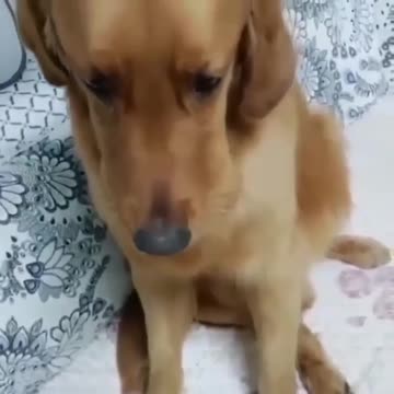 Cute dog what's he hiding so funny |Funny animal videos| try not to laugh