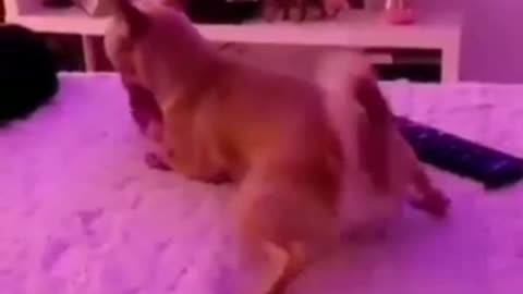 How to make a dog dance