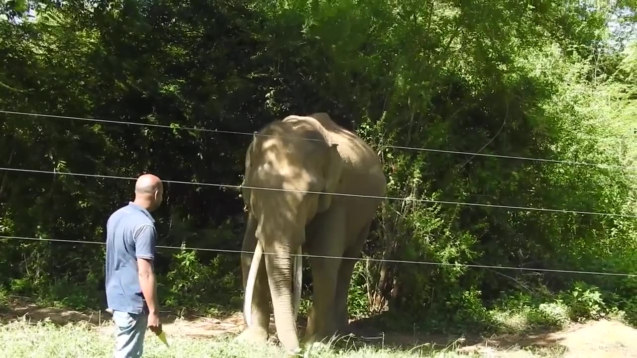 Wild Elephant Eating