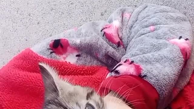 Beautiful cat 🐈