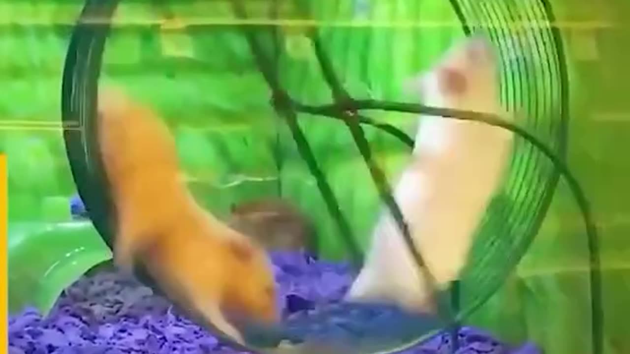 Funny animal videos