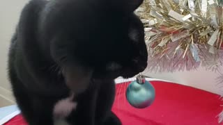 Cat and Ornament