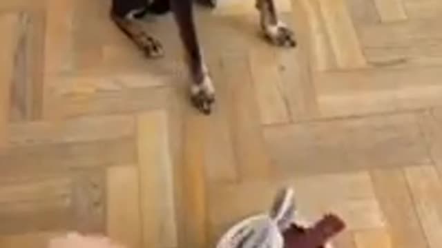 Funny dog his reaction is amazing