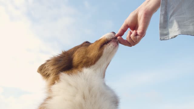 Person Feeding a Dog