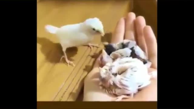 baby birdss