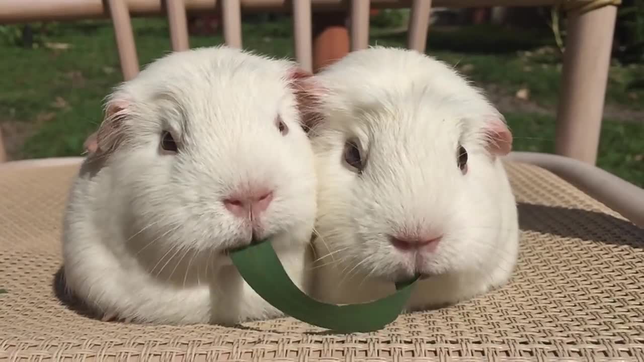 cute hamster eating Let's take care of them