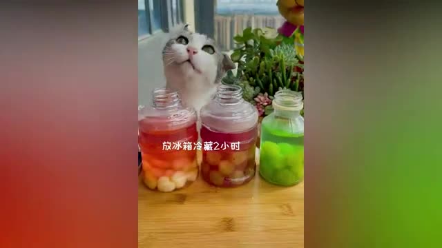 Super Cat Chef | Cute and Funny Cat Videos Compilation