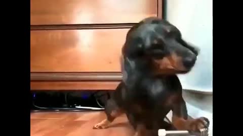 Dachshund toy