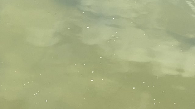 Minnows of the Humber River 58