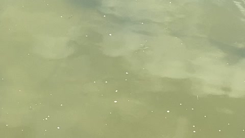 Minnows of the Humber River 58