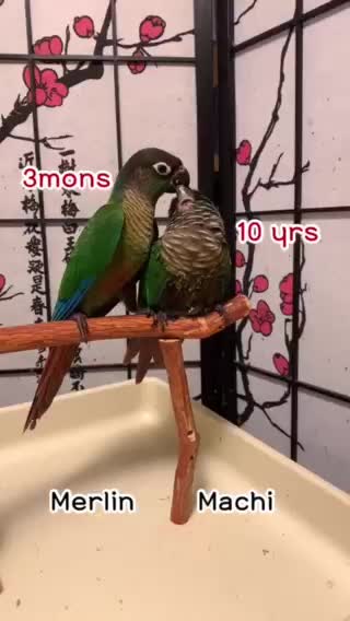 Parrots’ Love