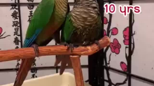 Parrots’ Love