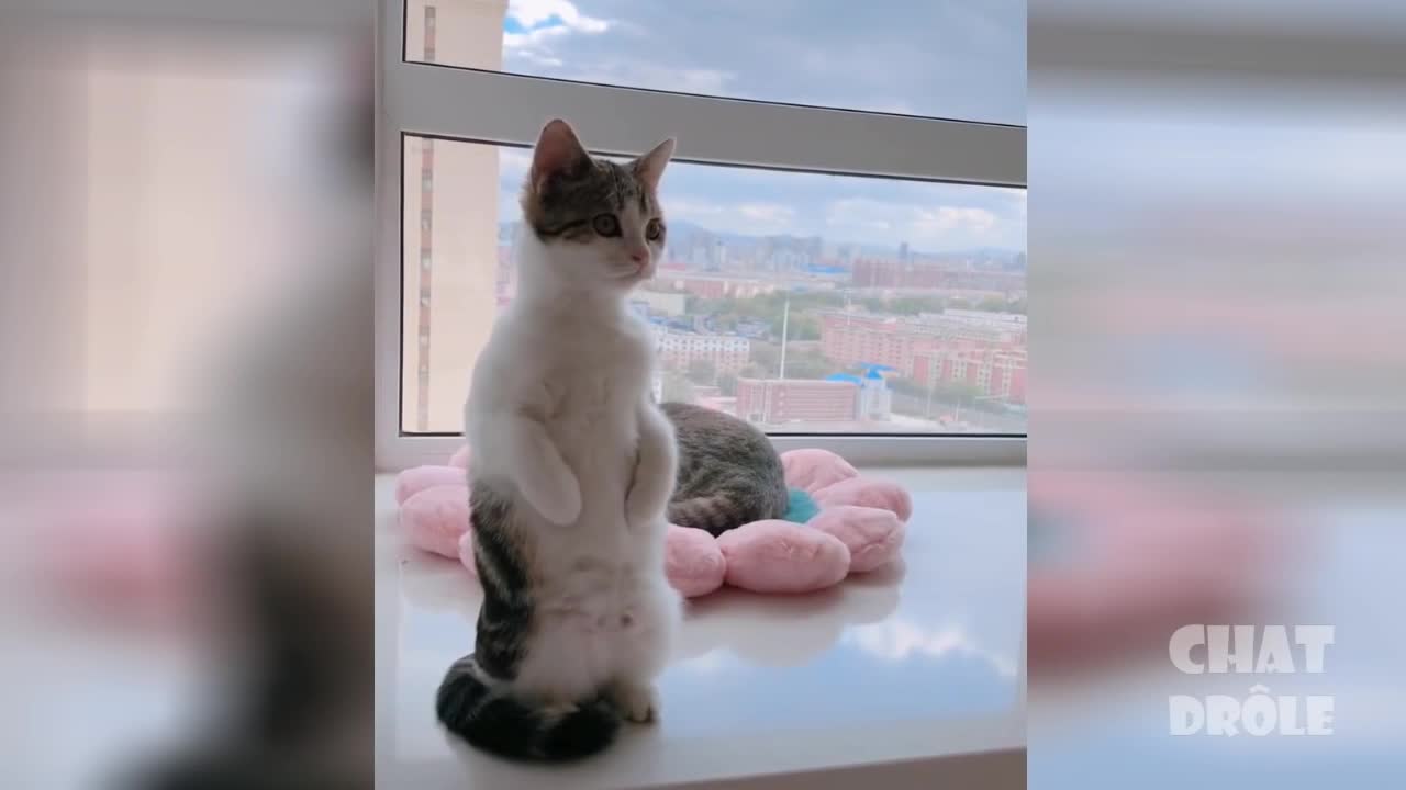 ✪ Vidéo De Chat À Mourir De Rire