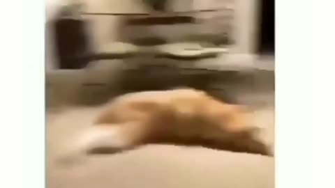 CAT AND DOG Awesome Friendship Video