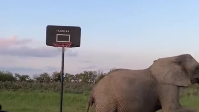 wild basketball with an elephant