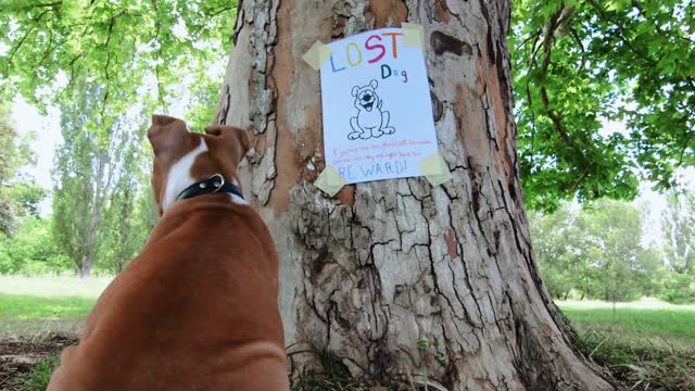 Puppy looking at missing pet poster on tree trunk
