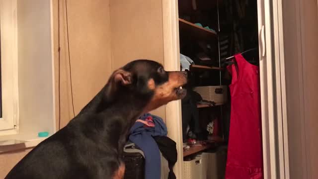 The dog recognized the owner's voice from the TV