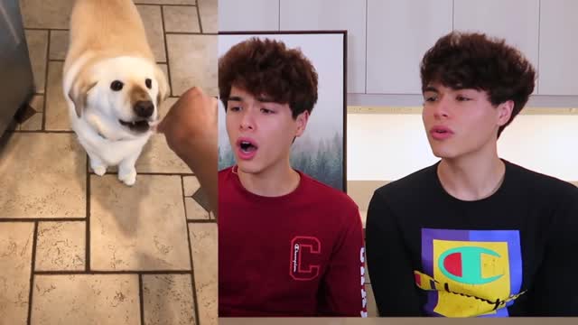 The CUTEST Animals on Tik Tok reaction by stoke twins