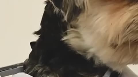 Funny Dog & WTF Funny animals 1 Dog Fun in Home #shorts Scrap