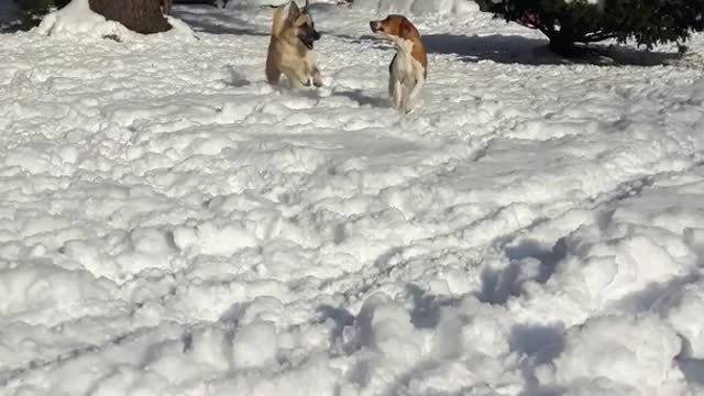 Two dogs running toward camera in snow