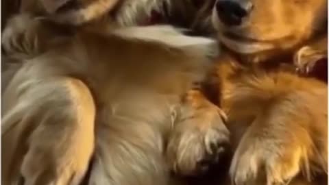 Top Funny Cute Dog Videos and TIKTOK Compilation