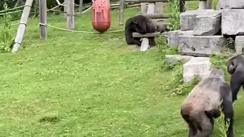 Baby Gorilla Kept Safe While Silverback Settles Scuffle