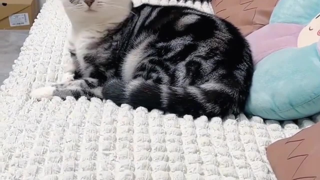 Funny Cats And Dogs Videos 😂 Best Funniest Animal Videos 2024