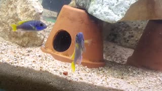 How to detect a bad swim bladder