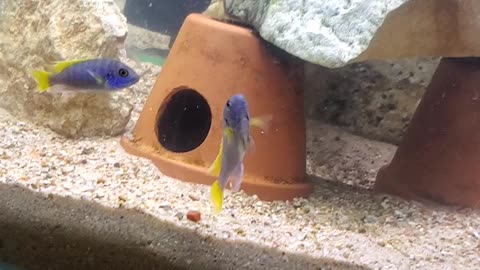 How to detect a bad swim bladder