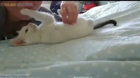 Kucing Lucu dengan majikan | Kucing Lucu Bikin Ketawa Ngakak