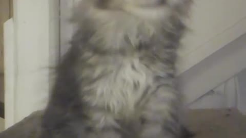 Silvertabby mainecoon kitten