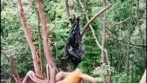 funny video 😂 #giant #porcheron #hours #animals #angry #mare #stud #gery #stallion #drafthorse