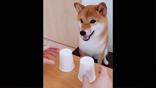 Funny animal video