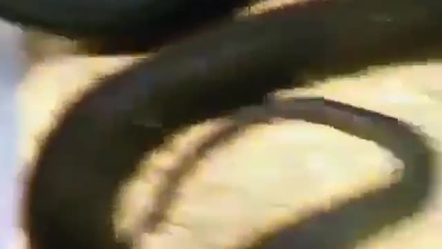 Huge anaconda goes in attack