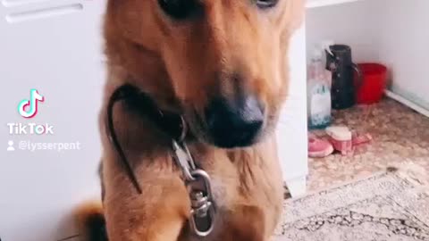 Soffi, my adorable doggy, in a funny dog video