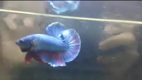 Top 3 beautiful betta red dragon fancy copper super blue fish betta fish